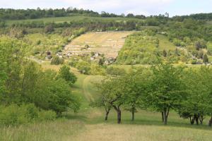 Blick auf grüne Wiesen und Bäume am Weinberg am Käuzchenberg im Ortsteil Zwätzen