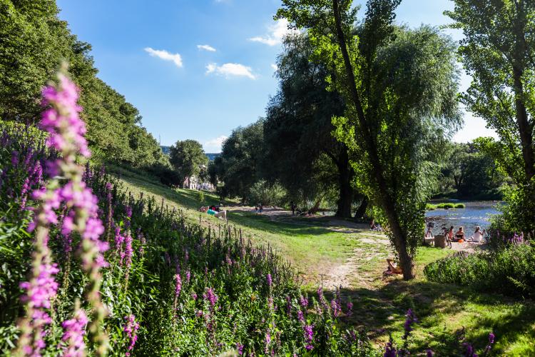 Blick auf das Wenigenjenaer Ufer, im Vordergrund eine Blumenwiese, hinten Uferhänge und die Saale