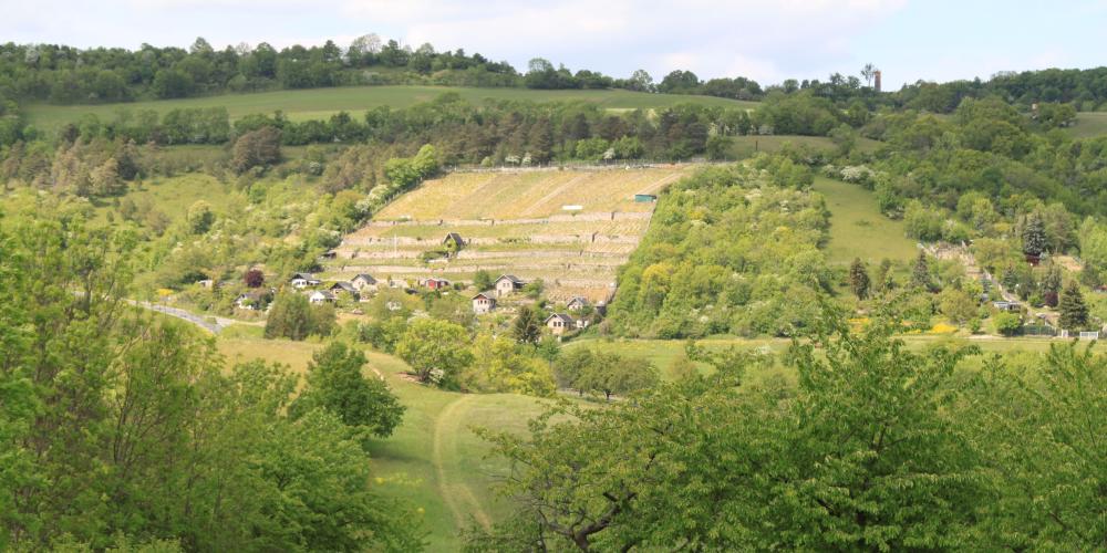 Blick auf grüne Wiesen und Bäume am Weinberg am Käuzchenberg im Ortsteil Zwätzen